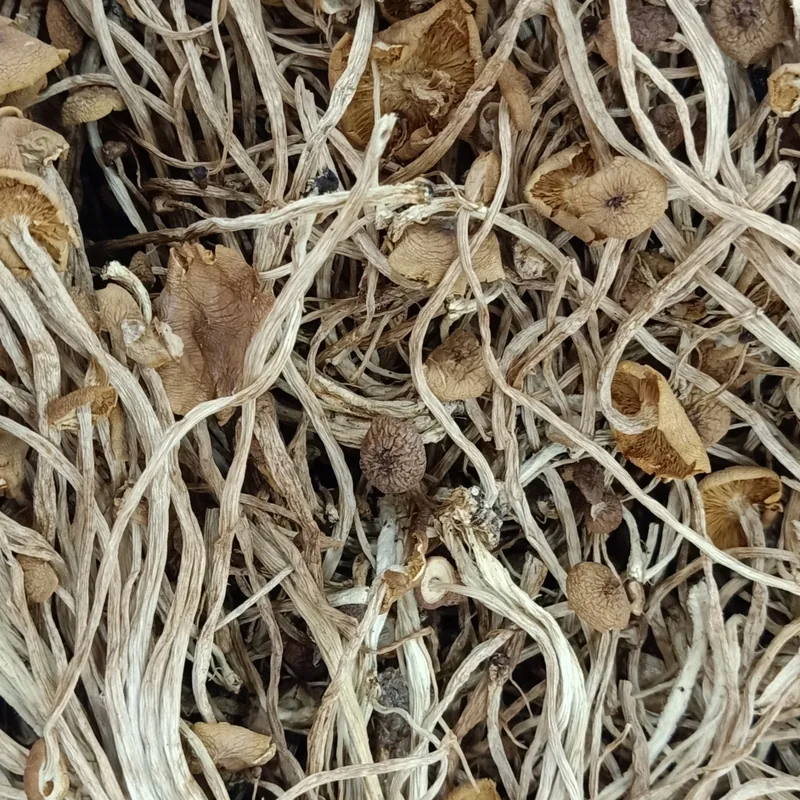 pioppino (Cyclocybe cylindracea), foto