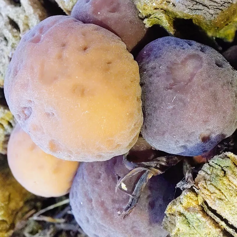 pioppino (Cyclocybe cylindracea), rasgos para identificarlo