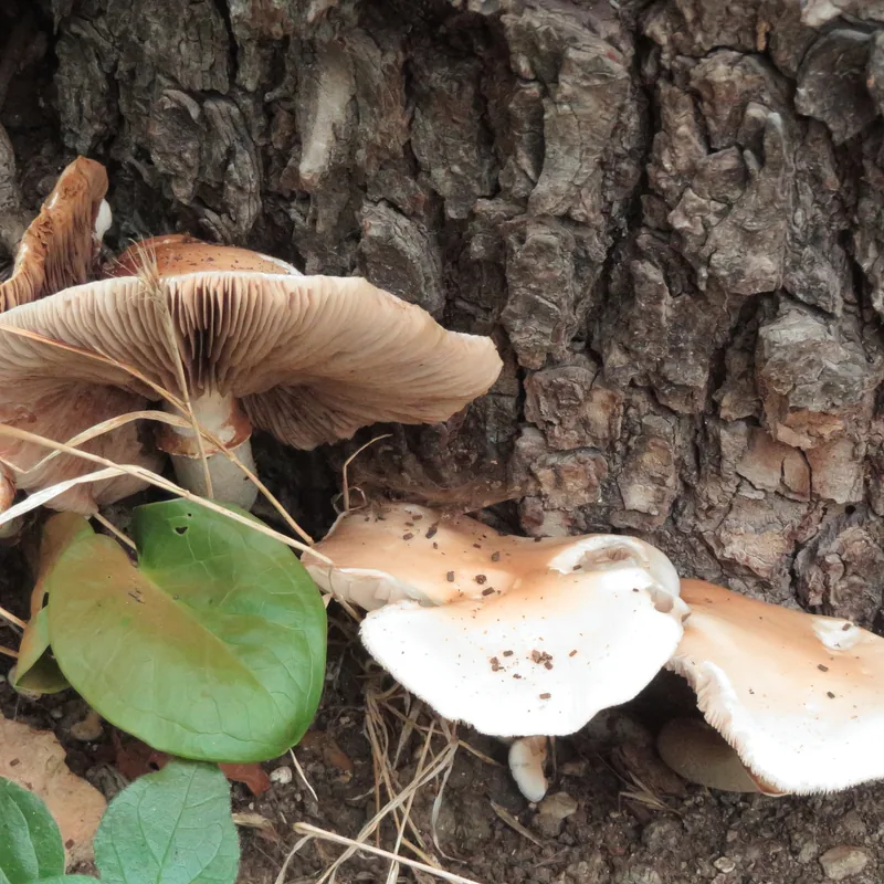 pioppino (Cyclocybe cylindracea), rasgos para identificarlo