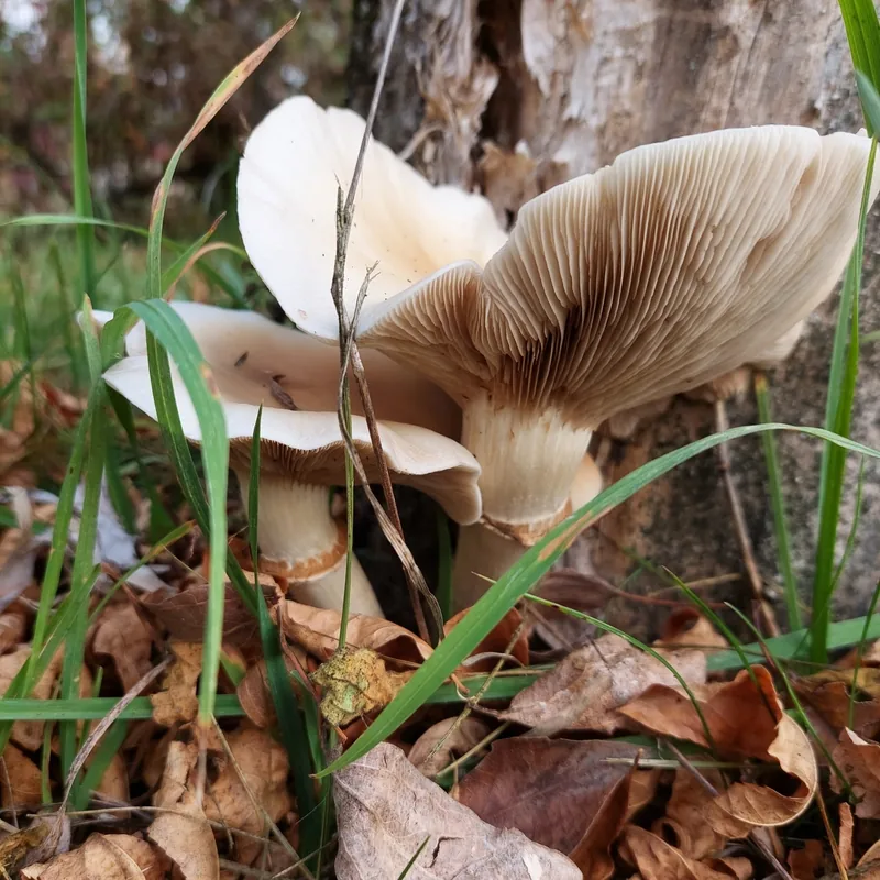 pioppino (Cyclocybe cylindracea), rasgos para identificarlo