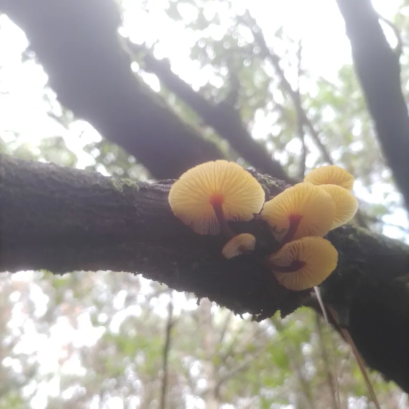 enoki (Flammulina velutipes), rasgos para identificarlo