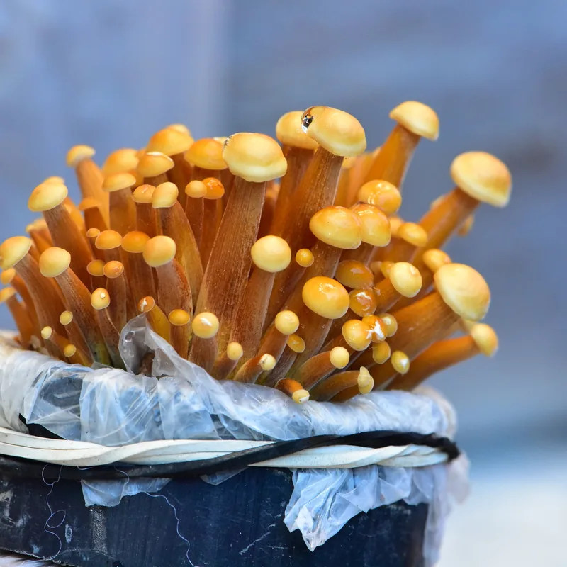 enoki (Flammulina velutipes), rasgos para identificarlo