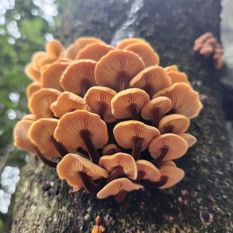 enoki (Flammulina velutipes), rasgos para identificarlo