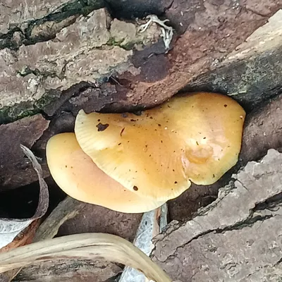enoki (Flammulina velutipes), foto
