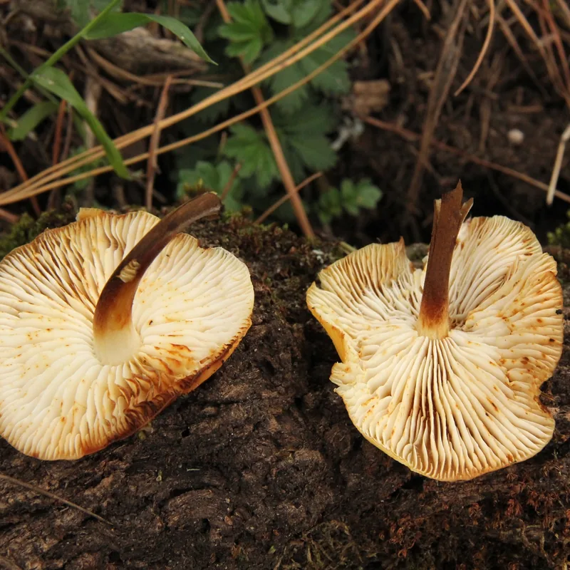 enoki (Flammulina velutipes), rasgos para identificarlo