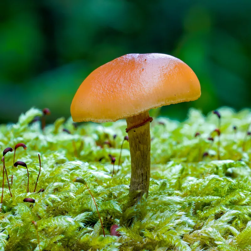 Chechev jmilvanej (Galerina marginata), rasgos para identificarlo