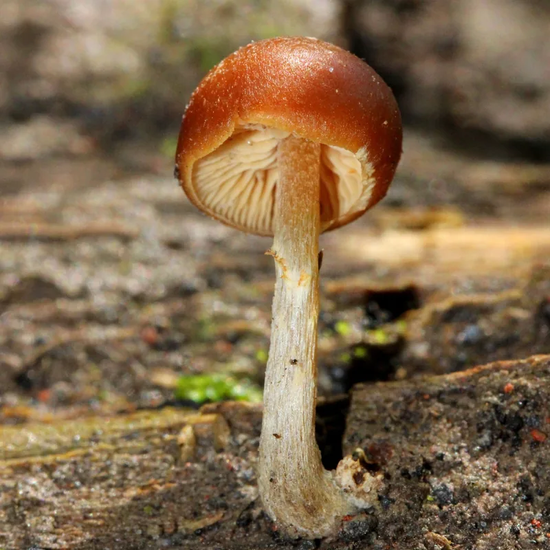 Chechev jmilvanej (Galerina marginata), rasgos para identificarlo
