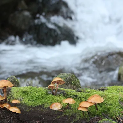 Chechev jmilvanej (Galerina marginata), foto