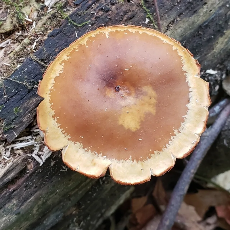 Chechev jmilvanej (Galerina marginata), rasgos para identificarlo