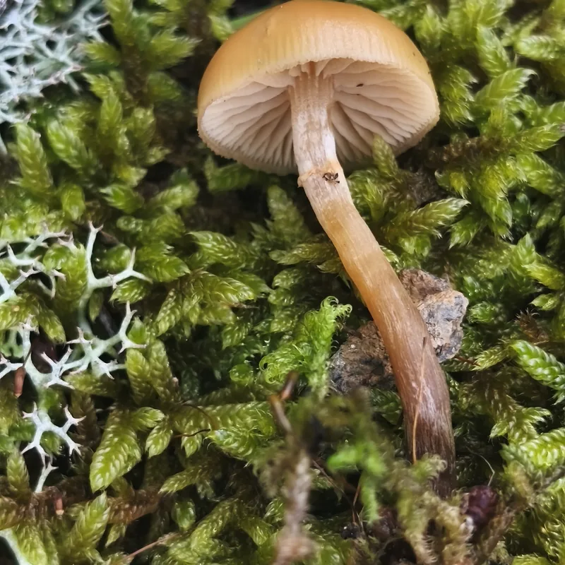 Chechev jmilvanej (Galerina marginata), rasgos para identificarlo