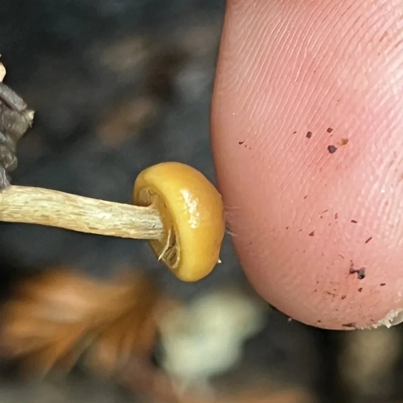 Chechev jmilvanej (Galerina marginata), rasgos para identificarlo