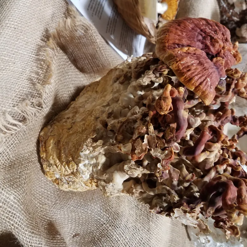 reishi (Ganoderma lucidum), rasgos para identificarlo