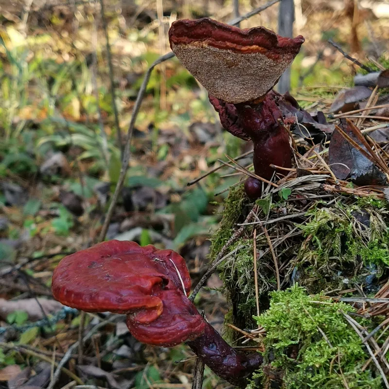 reishi (Ganoderma lucidum), rasgos para identificarlo