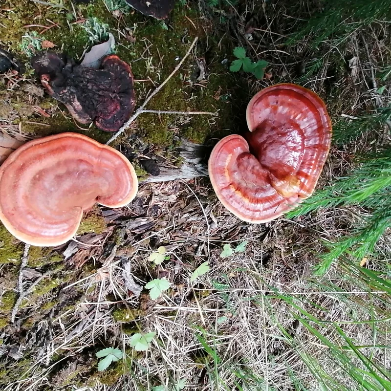 reishi (Ganoderma lucidum), rasgos para identificarlo
