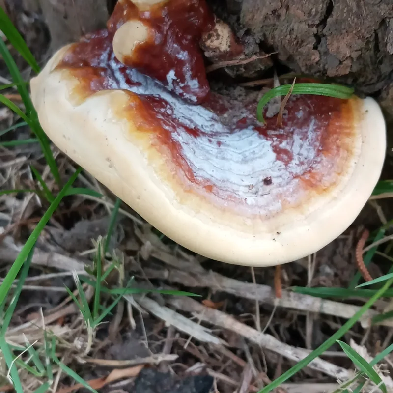 reishi (Ganoderma lucidum), rasgos para identificarlo