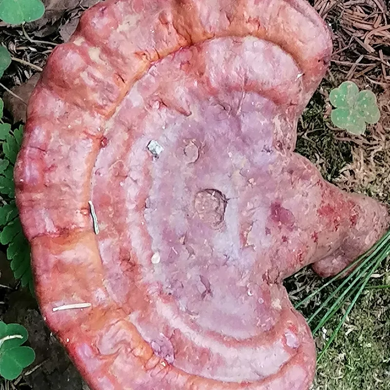 reishi (Ganoderma lucidum), rasgos para identificarlo