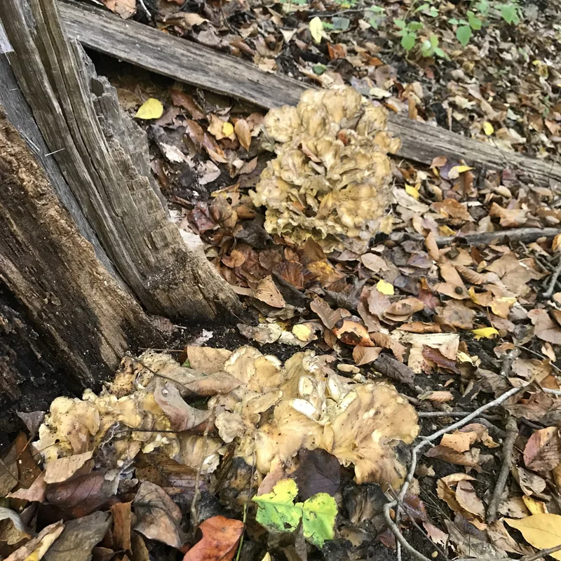 maitake (Grifola frondosa), rasgos para identificarlo