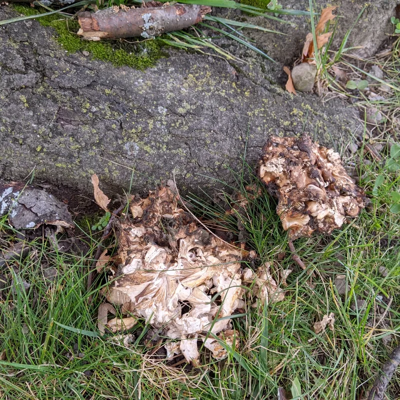maitake (Grifola frondosa), rasgos para identificarlo