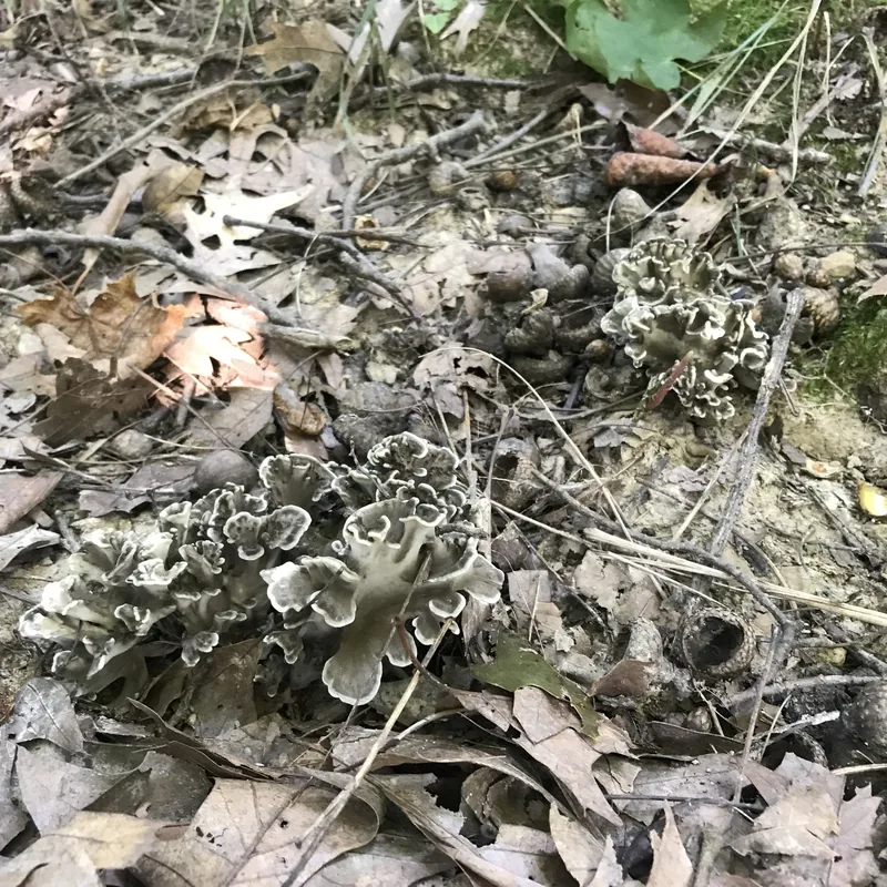 maitake (Grifola frondosa), rasgos para identificarlo
