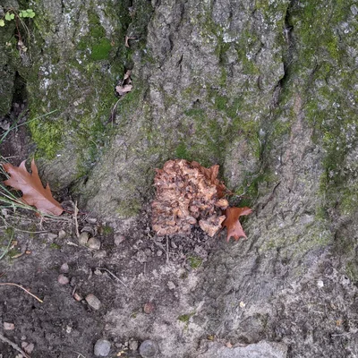 maitake (Grifola frondosa), foto