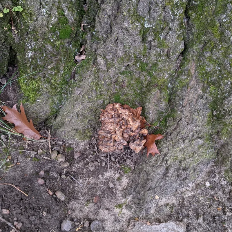 maitake (Grifola frondosa), foto