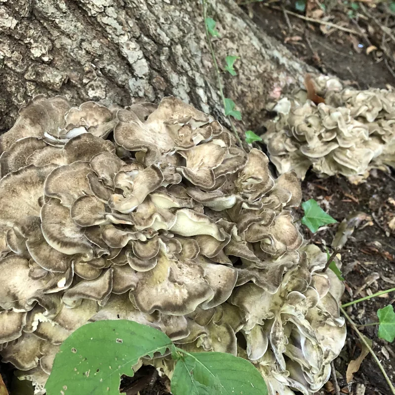 maitake (Grifola frondosa), rasgos para identificarlo