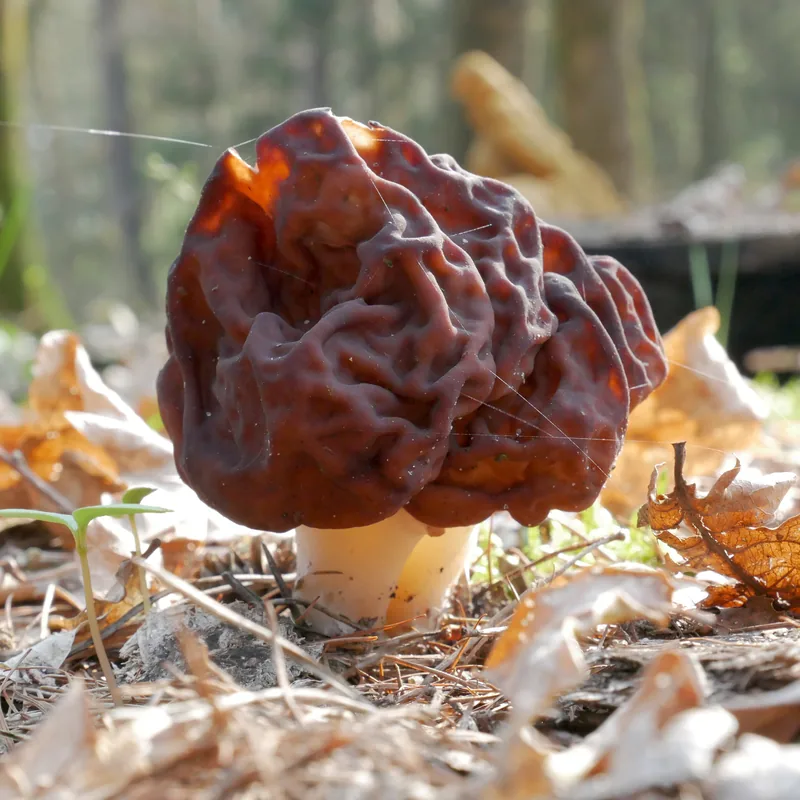 Falsa colmenilla (Gyromitra esculenta), rasgos para identificarlo