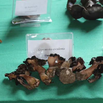 Falsa colmenilla (Gyromitra esculenta), foto