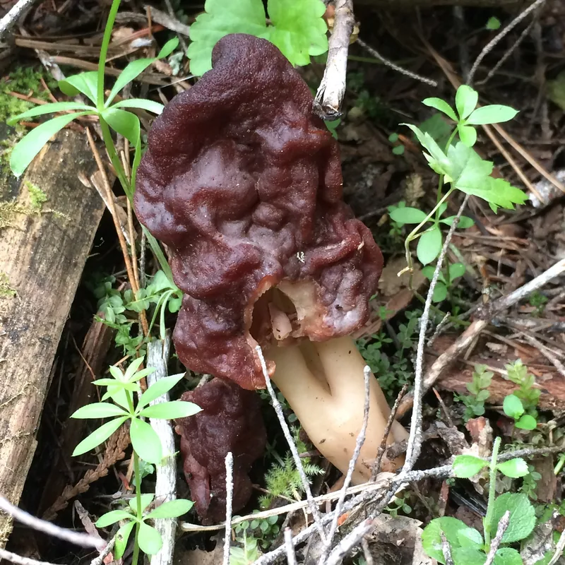 Falsa colmenilla (Gyromitra esculenta), rasgos para identificarlo