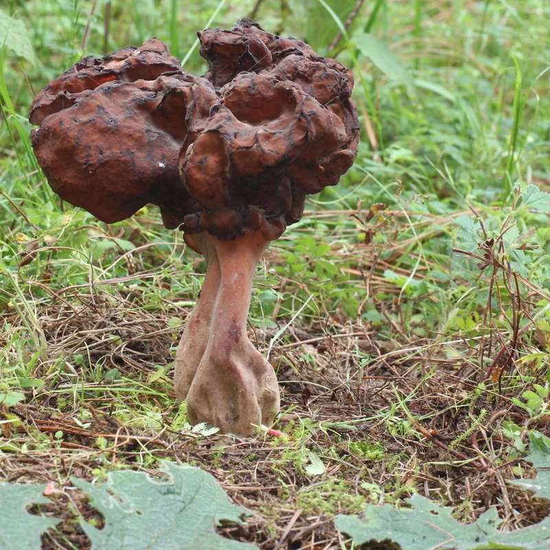 Falsa colmenilla (Gyromitra esculenta), rasgos para identificarlo