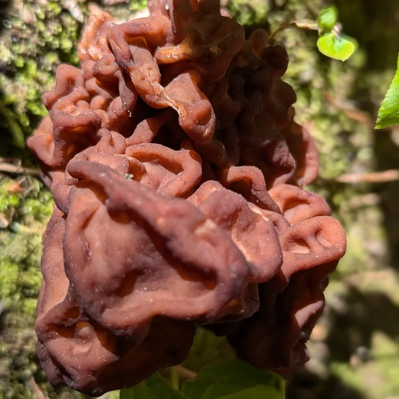 Falsa colmenilla (Gyromitra esculenta), rasgos para identificarlo