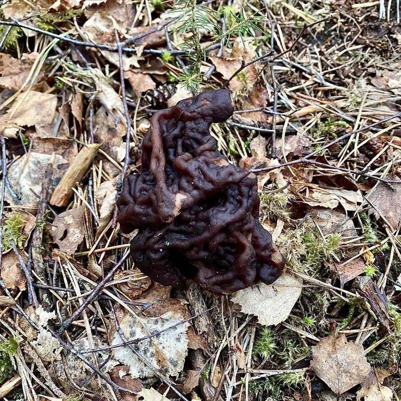 Falsa colmenilla (Gyromitra esculenta), rasgos para identificarlo