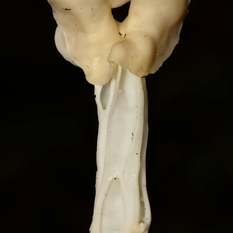 Gachupín (Helvella crispa), rasgos para identificarlo