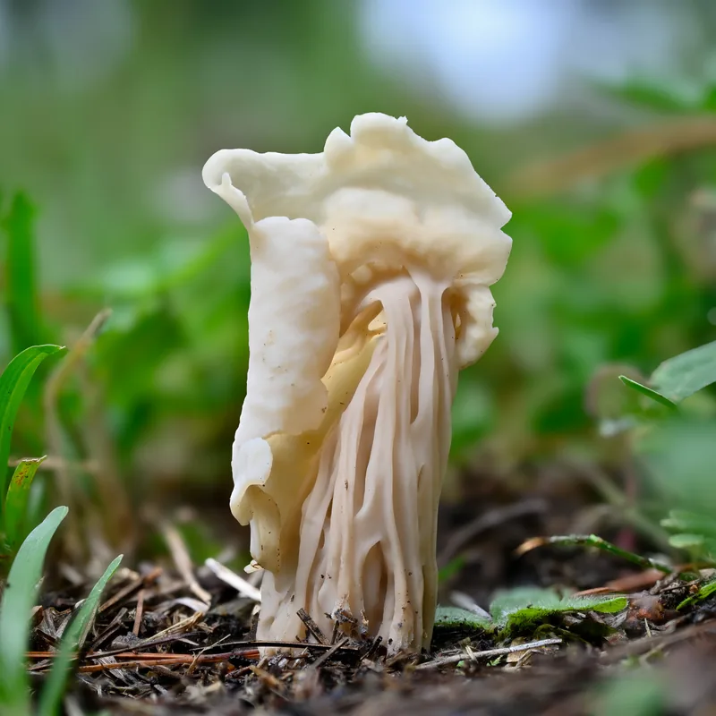 Gachupín (Helvella crispa), foto