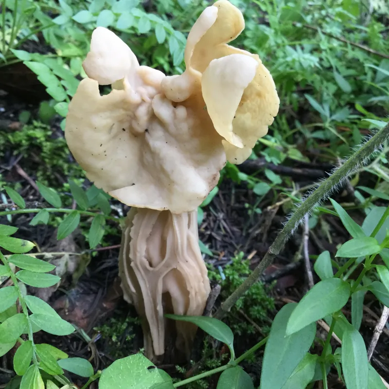 Gachupín (Helvella crispa), rasgos para identificarlo