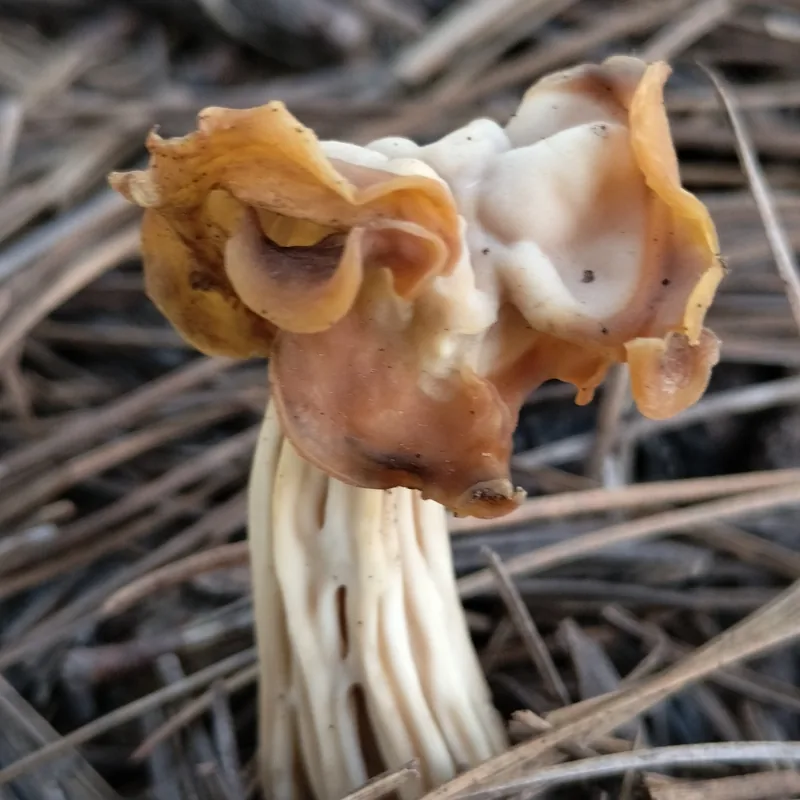 Gachupín (Helvella crispa), rasgos para identificarlo