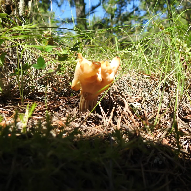 Gachupín (Helvella crispa), rasgos para identificarlo