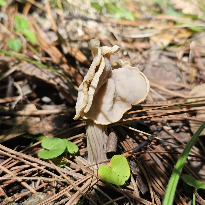 Gachupín (Helvella crispa), rasgos para identificarlo