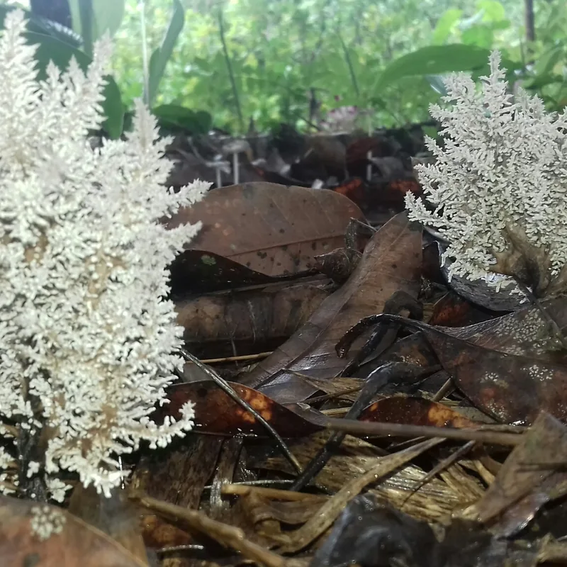Barba de viejo (Hericium coralloides), rasgos para identificarlo