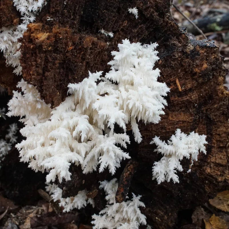 Barba de viejo (Hericium coralloides), rasgos para identificarlo