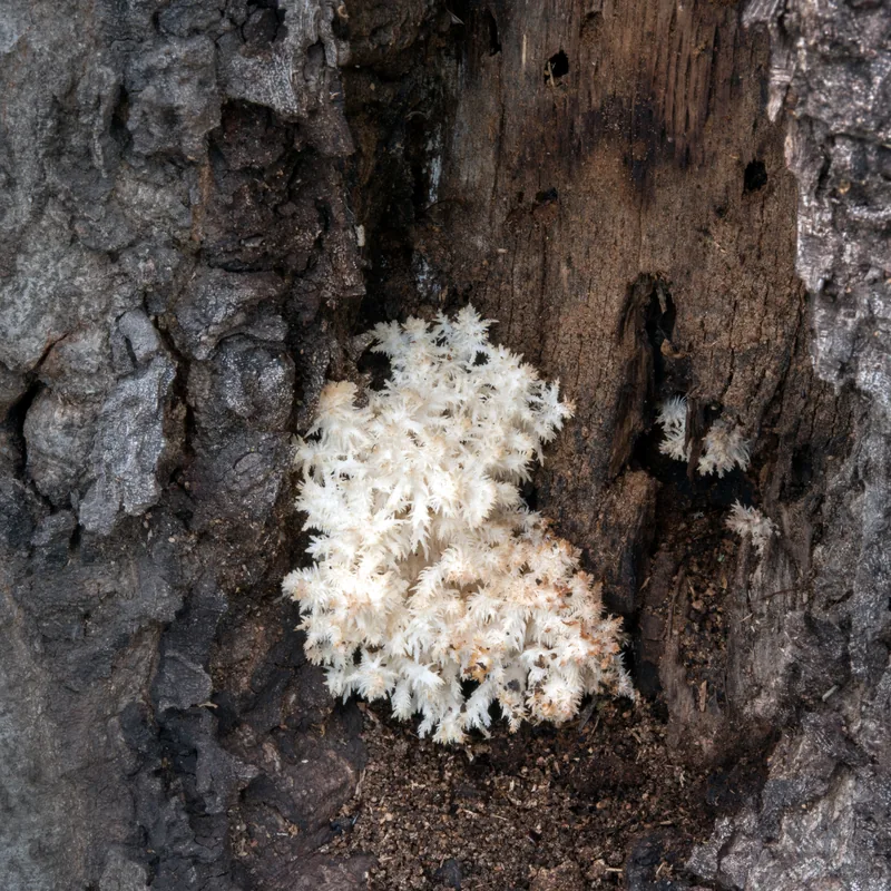 Barba de viejo (Hericium coralloides), rasgos para identificarlo