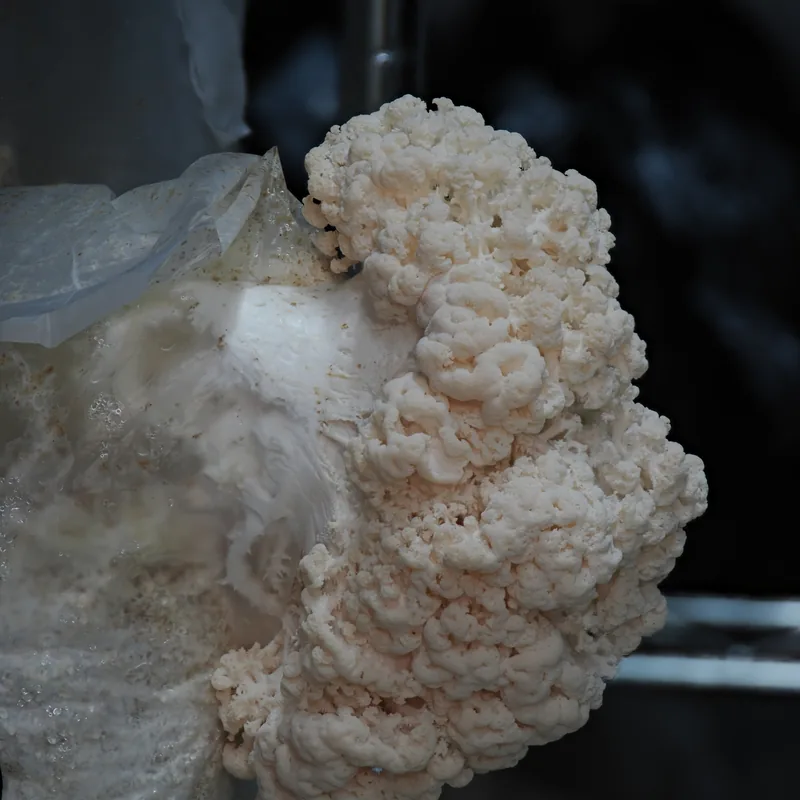 Barba de viejo (Hericium coralloides), rasgos para identificarlo
