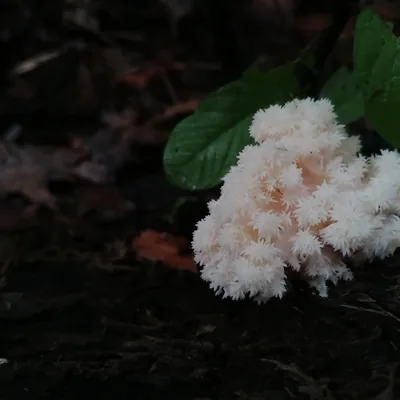 Barba de viejo (Hericium coralloides), foto