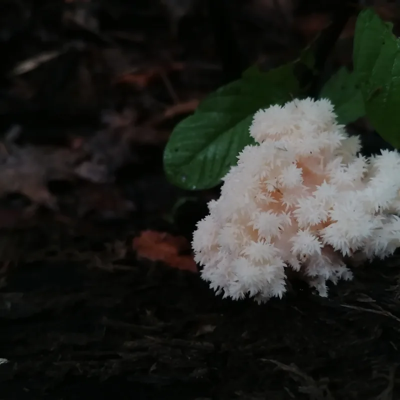 Barba de viejo (Hericium coralloides), foto