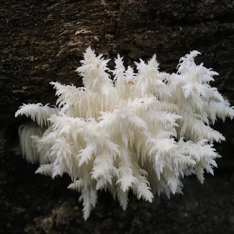 Barba de viejo (Hericium coralloides), rasgos para identificarlo