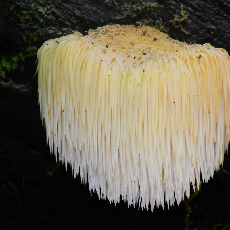Melena de león (Hericium erinaceus), rasgos para identificarlo
