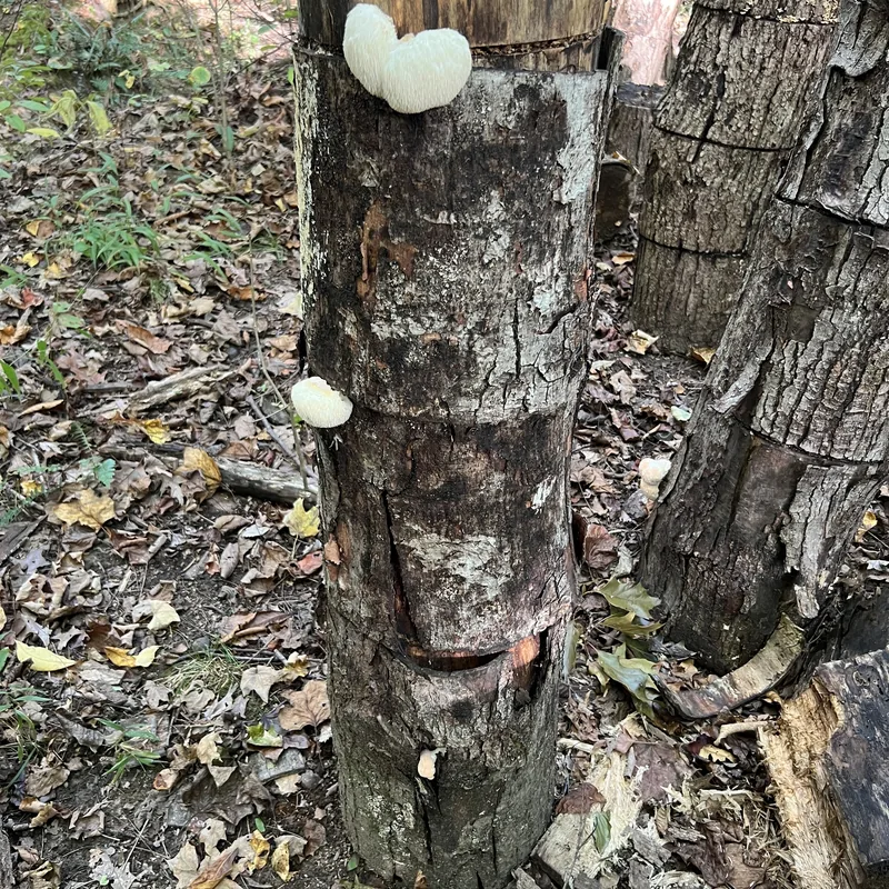 Melena de león (Hericium erinaceus), rasgos para identificarlo