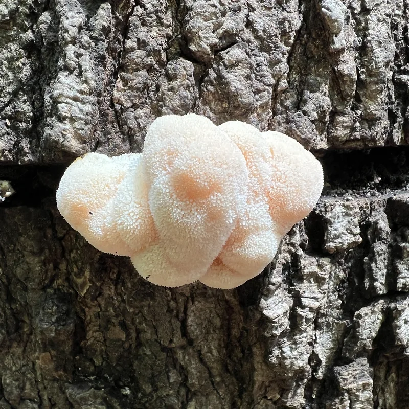 Melena de león (Hericium erinaceus), foto