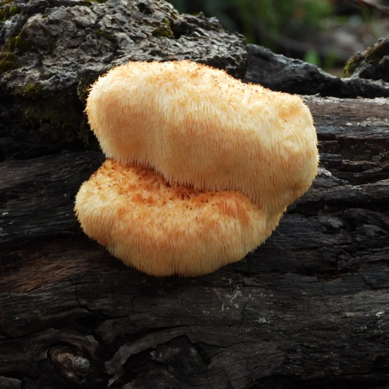 Melena de león (Hericium erinaceus), rasgos para identificarlo