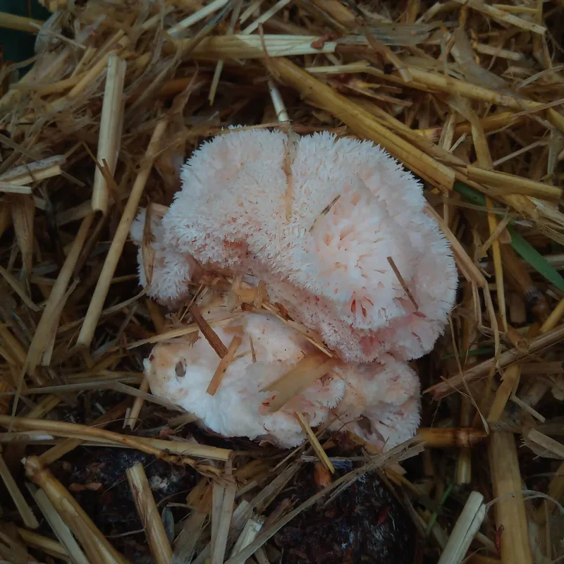 Melena de león (Hericium erinaceus), rasgos para identificarlo